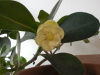 Balsamapfelblte