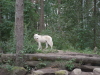 Wolf im Wildpark Lneburger Heide