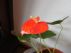 Anthurie