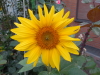 Sonnenblume