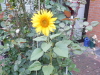 Sonnenblume
