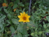 Sonnenblume