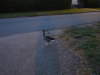 Gans