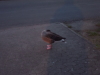 Gans