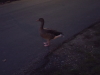 Gans