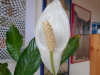 Einblatt