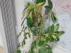 Schefflera
