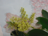 Schefflera