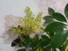 Schefflera