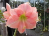 Amaryllis