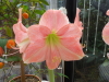 Amaryllis