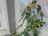 Schefflera