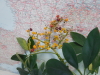 Schefflera