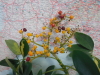 Schefflera