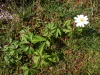 Anemone