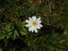 Anemone