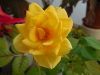 gelbe Rose
