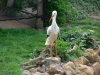 Zoo Hannover