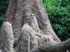 Zoo Hannover