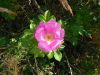 Heckenrose