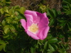 Heckenrose
