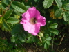 Heckenrose