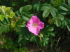 Heckenrose