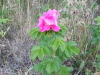 Heckenrose