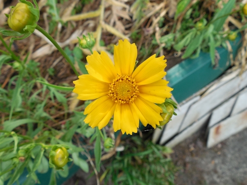 Blume