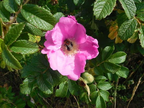 Blume