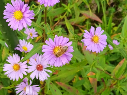 Blume