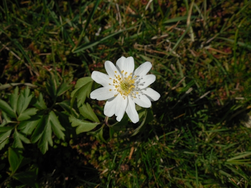 Anemone