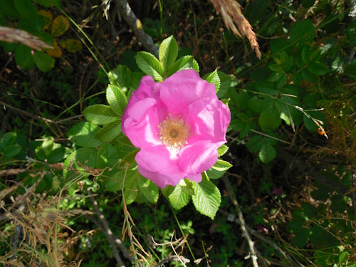 Heckenrose