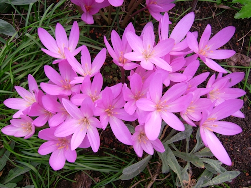 Blume