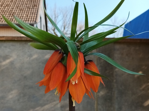 Blume