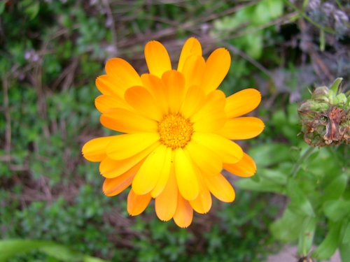 Blume