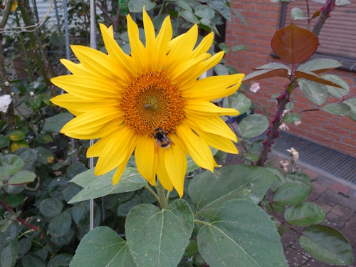 Sonnenblume