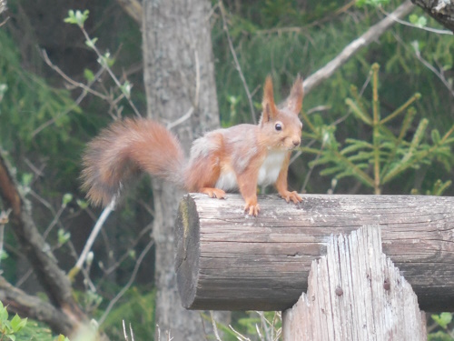 Eichhörnchen