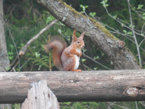 Eichhörnchen