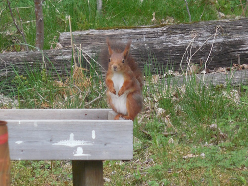 Eichhörnchen