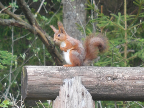 Eichhörnchen