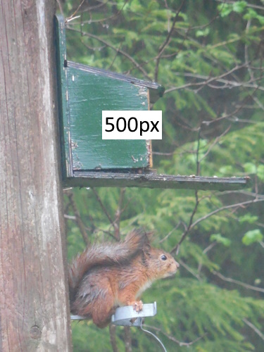 Eichhörnchen